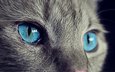 ネコの目は不思議